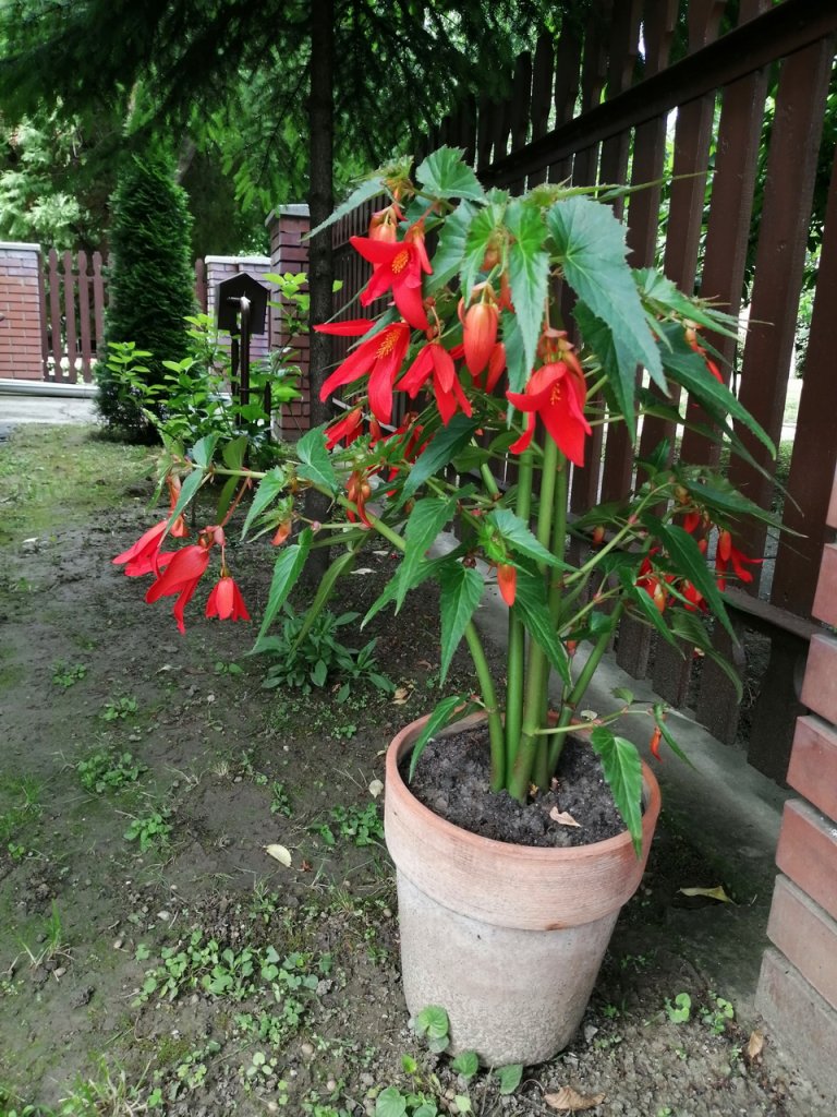 Réz Józsefné kertje 03